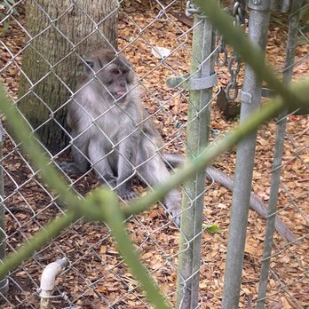 Jungle Adventures - Tours Near Me - Christmas, Florida Jungle Adventures - Tours Near Me - Christmas, Florida