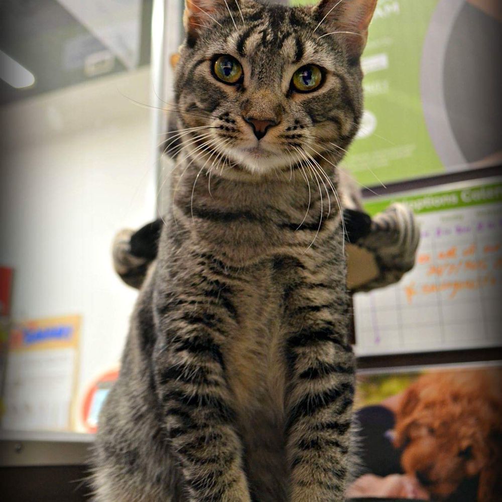 Saving One Life - Pet Adoption Near Me