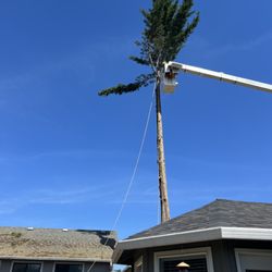 Tree MD Tree Care