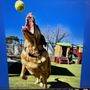 Photo of Circle Star Pet Resort