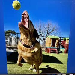Circle Star Pet Resort