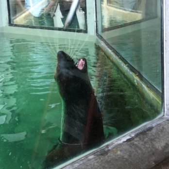 Seattle Aquarium - Seal getting treats from a trainer - Aquariums Near Me - Seattle, Washington Seattle Aquarium - Seal getting treats from a trainer - Aquariums Near Me - Seattle, Washington