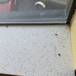 Dead flies