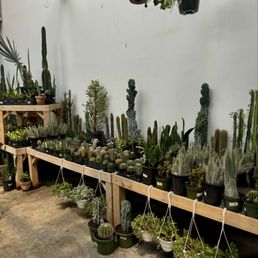 Succulent room!