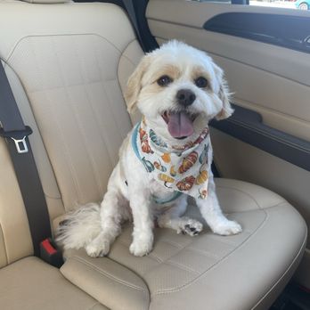 Dirty Paws Grooming Spa - Waffles loving his cut - Pet Groomers Near Me - Temecula, California Dirty Paws Grooming Spa - Waffles loving his cut - Pet Groomers Near Me - Temecula, California