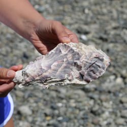 Eld Inlet - Beach combing during low tide.