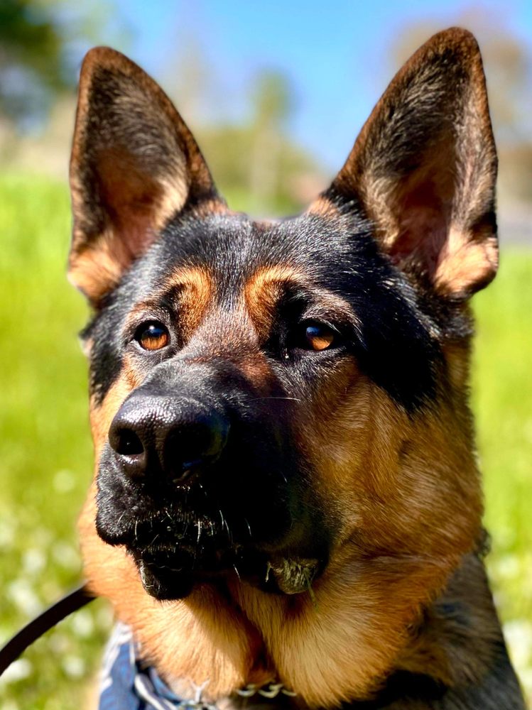 NOBLE GERMAN SHEPHERDS OF MAINE Updated July 2024 Request