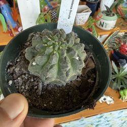 Tammy's Wild Roots