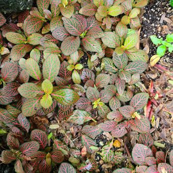 Mitchell Park Domes - Red veined leaves - Parks Near Me - Milwaukee, Wisconsin