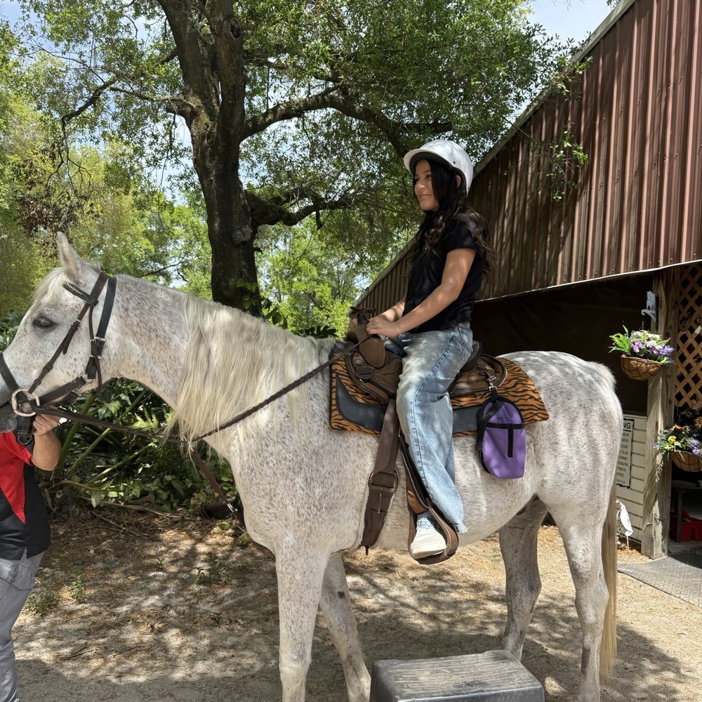 Equestrian Quest Stables - Romeo - Horseback Riding Near Me - Geneva, Florida Equestrian Quest Stables - Romeo - Horseback Riding Near Me - Geneva, Florida