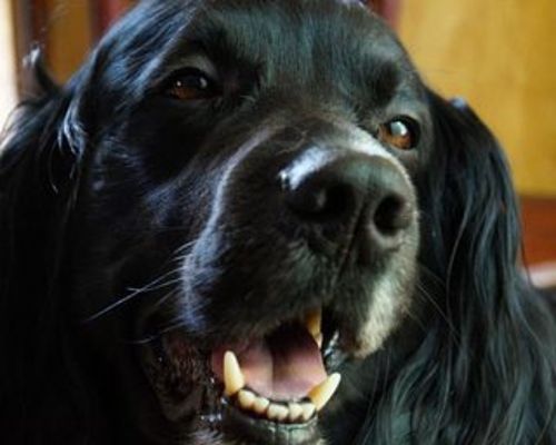 Red and White Services Logo