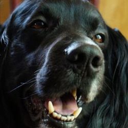 Red and White Services