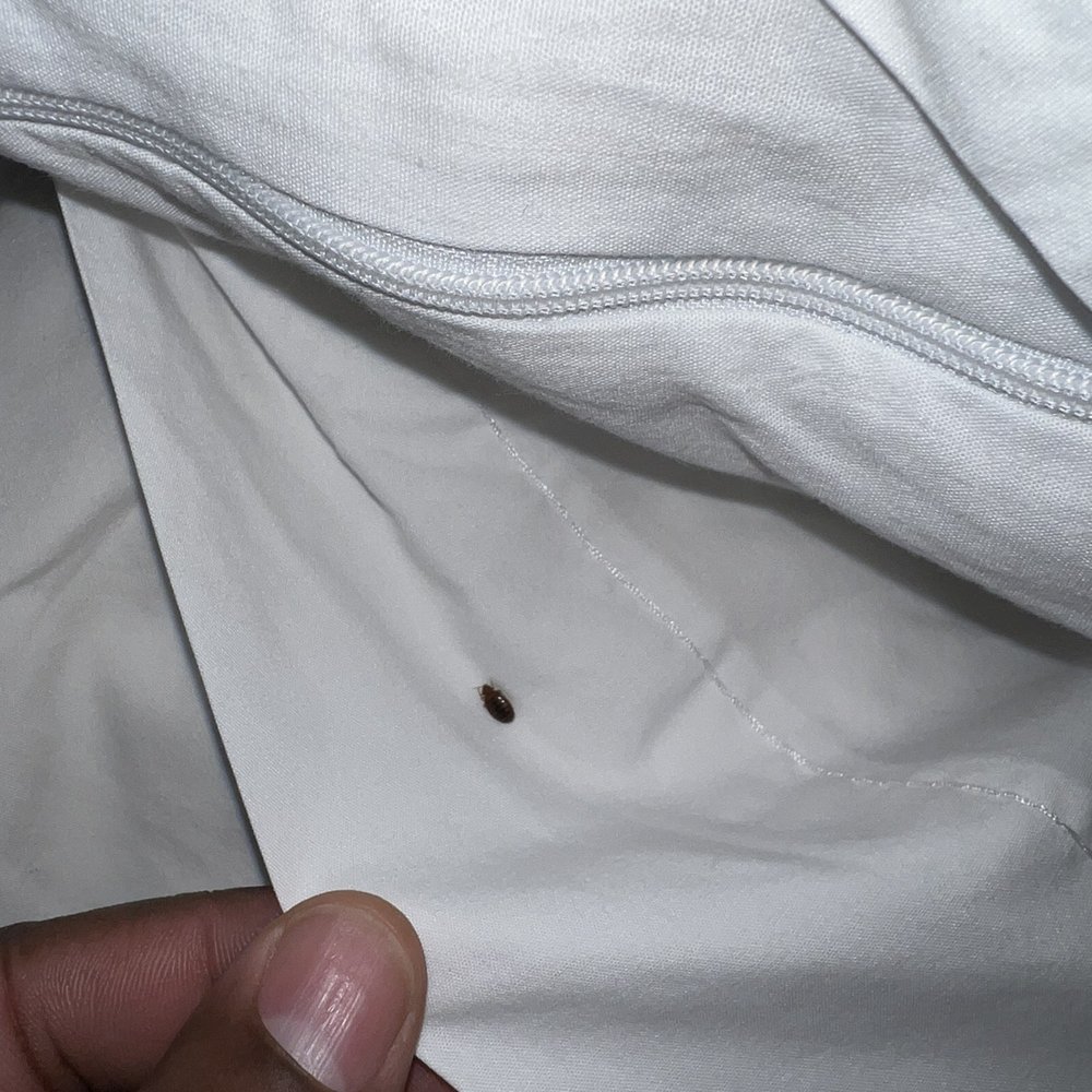 Fairfield by Marriott Inn & Suites Batesville - Bed bug - Hotels Near Me - Batesville, Mississippi