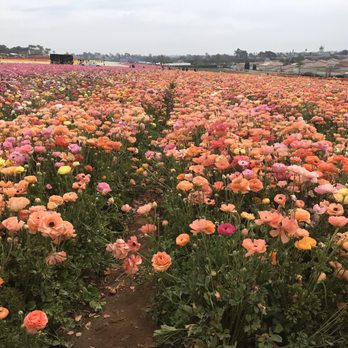 The Flower Fields - Beautiful flowers - Venues & Event Spaces Near Me - Carlsbad, California