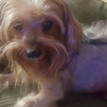 Silicon Valley Pet Clinic - And this is my Beautiful Bebe cancer surviverthis was right after surgery I MISS YOU Bebe - Veterinarians Near Me - Santa Clara, California Silicon Valley Pet Clinic - And this is my Beautiful Bebe cancer surviverthis was right after surgery I MISS YOU Bebe - Veterinarians Near Me - Santa Clara, California