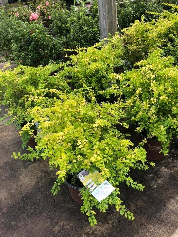 FAYE’S NURSERIES Updated June 2024 65 Photos 16 Forest Pkwy