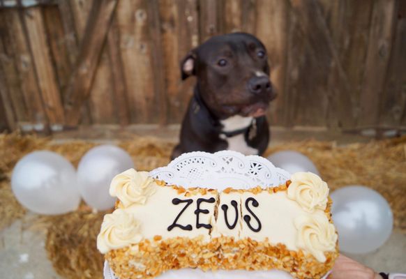 three dog bakery cake