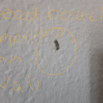 Wingate by Wyndham West Monroe - Smashed roach on wall - Hotels Near Me - West Monroe, Louisiana Wingate by Wyndham West Monroe - Smashed roach on wall - Hotels Near Me - West Monroe, Louisiana