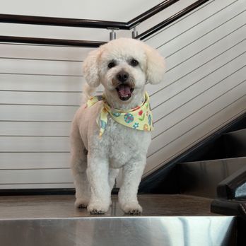 Majestic Mutts - Pet Groomers Near Me - Las Vegas, Nevada Majestic Mutts - Pet Groomers Near Me - Las Vegas, Nevada