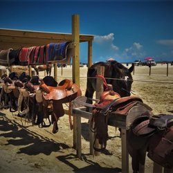 Galveston Island Horse and Pony Rides