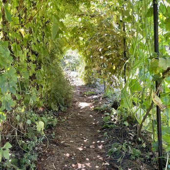 Wild Flour Bread - Garden path - Bakeries Near Me - Freestone, California