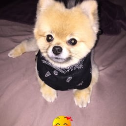 Emma the Pom!!!