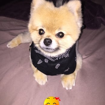 Grooming By Kellie - Emma the Pom!!! - Pet Groomers Near Me - Cooper City, Florida