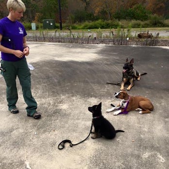Blue Ridge Working K9 - Training 3 dogs at one time?? No problem! :-) - Pet Training Near Me - Kennesaw, Georgia Blue Ridge Working K9 - Training 3 dogs at one time?? No problem! :-) - Pet Training Near Me - Kennesaw, Georgia