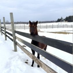 HH-Stonewall Farm - My pony loving her run