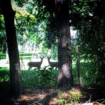 Withlacoochee State Trail - Deer twins. - Hiking Near Me - Inverness, Florida