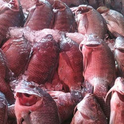 La Nueva Viga - Mojarras frescas