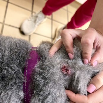 Animal House Buckhead - A wound that I WASN'T TOLD ABOUT after being at Animal House Buckhead - Pet Groomers Near Me - Atlanta, Georgia Animal House Buckhead - A wound that I WASN'T TOLD ABOUT after being at Animal House Buckhead - Pet Groomers Near Me - Atlanta, Georgia