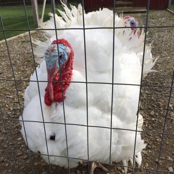 Raymond's Turkey Farm - Farms Near Me - Methuen, Massachusetts