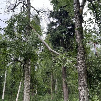 Fairbanks Stump Grinders - Original tree limb that fell on my powerline on the eve of my 4th of July BBQ! - Tree Services Near Me - Fairbanks, Alaska Fairbanks Stump Grinders - Original tree limb that fell on my powerline on the eve of my 4th of July BBQ! - Tree Services Near Me - Fairbanks, Alaska