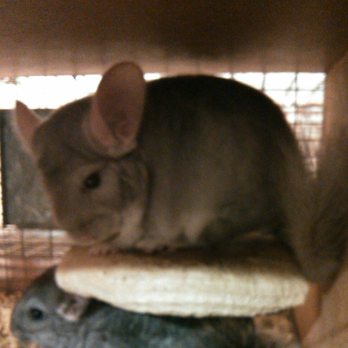 Chinchillasrus - Tank the chinchilla at 4 months old. - Pet Services Near Me - Trafalgar, Indiana