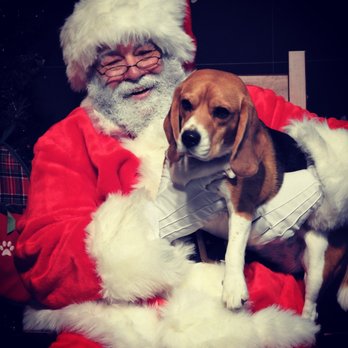 Hammers Healthy Hounds - Here's Arya visiting with Santa Hammer! (Dec. 2017) I loved this photo so much I made it my Christmas card! - Pet Stores Near Me - Sparks, Nevada