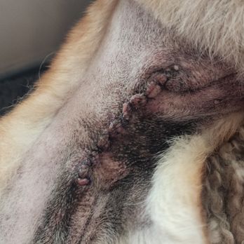 Placerville Animal Surgery Center - After surgery very happy she is feeling so much better. - Veterinarians Near Me - Placerville, California Placerville Animal Surgery Center - After surgery very happy she is feeling so much better. - Veterinarians Near Me - Placerville, California