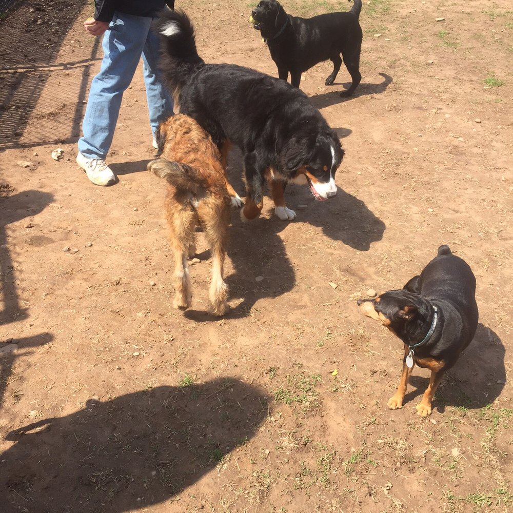 Ralph makes new friends