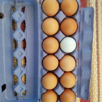 Camino Eggs - Fresh Eggs delivered to your door! - Food Delivery Services Near Me Camino Eggs - Fresh Eggs delivered to your door! - Food Delivery Services Near Me