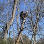 Photo of Recovery Tree Service