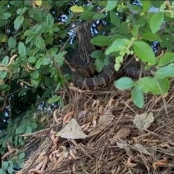 Cottonmouth Water Moccasin near bank of Duck Pond. Be careful walking and watch your dogs