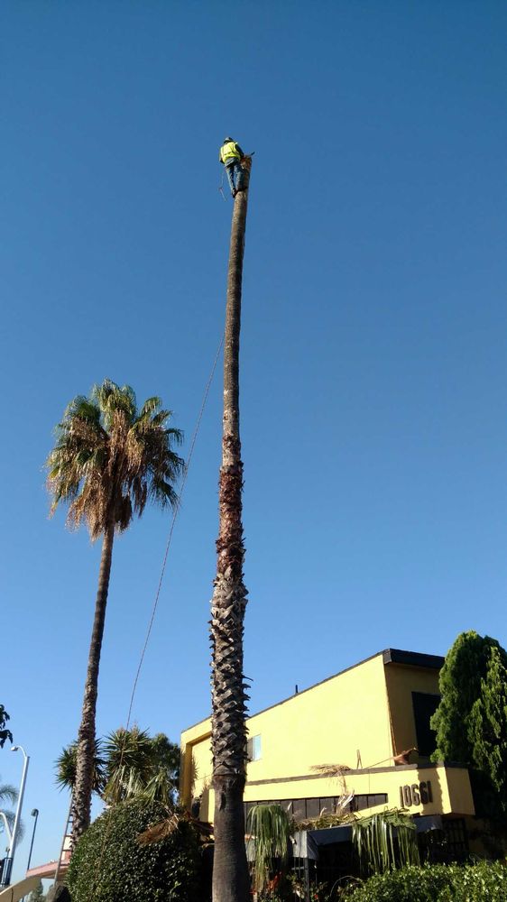 Slide of Carrillo's Tree Service