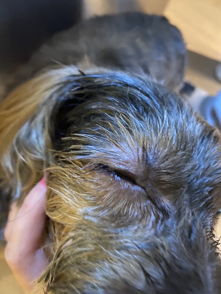 PEACE OF MIND DOG GROOMING 130 Fifth Street, Etobicoke, Ontario