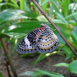 Botanische Staatssammlung - Botanischer Garten