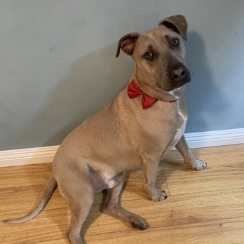 Paw a' La Rent - Champ even got a new bow tie - Pet Groomers Near Me Paw a' La Rent - Champ even got a new bow tie - Pet Groomers Near Me