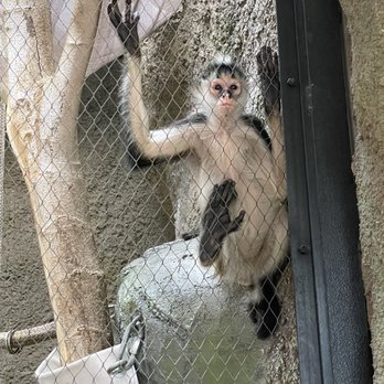 Peoria Zoo - Zoos Near Me - Peoria, Illinois Peoria Zoo - Zoos Near Me - Peoria, Illinois
