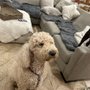 Photo of American Puppy Grooming