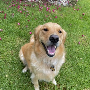 Doggie Dos  - Pet Groomers Near Me - La Mesa, California