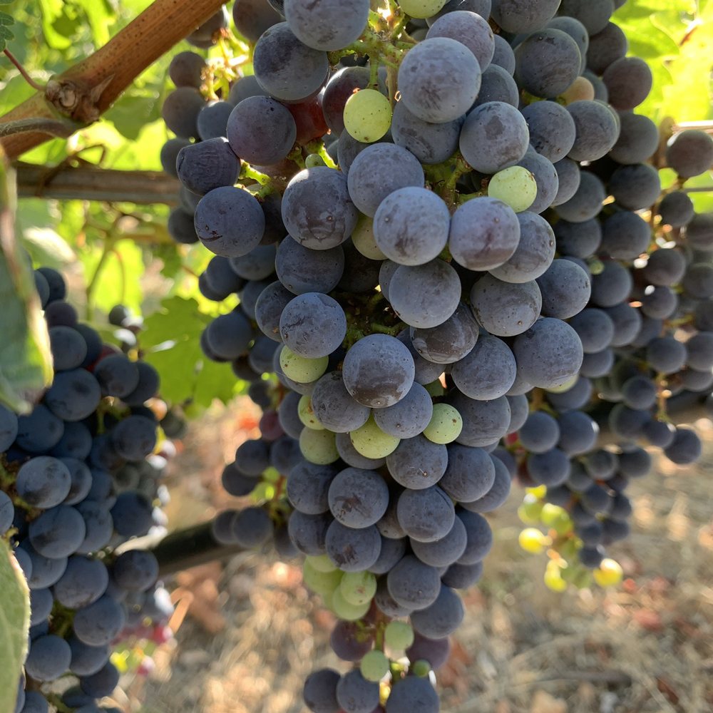 Conn Creek Winery - Wineries Near Me - St. Helena, California Conn Creek Winery - Wineries Near Me - St. Helena, California