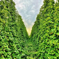 TopWire Hop Project - Peak hops season, ready to harvest. This is the view from their taproom lawn/patio 8/30/25.